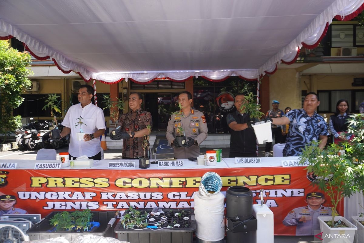 تقوم شرطة بالي بصيد الأجنبي المرتبط بمزرعة الماريجوانا المائية