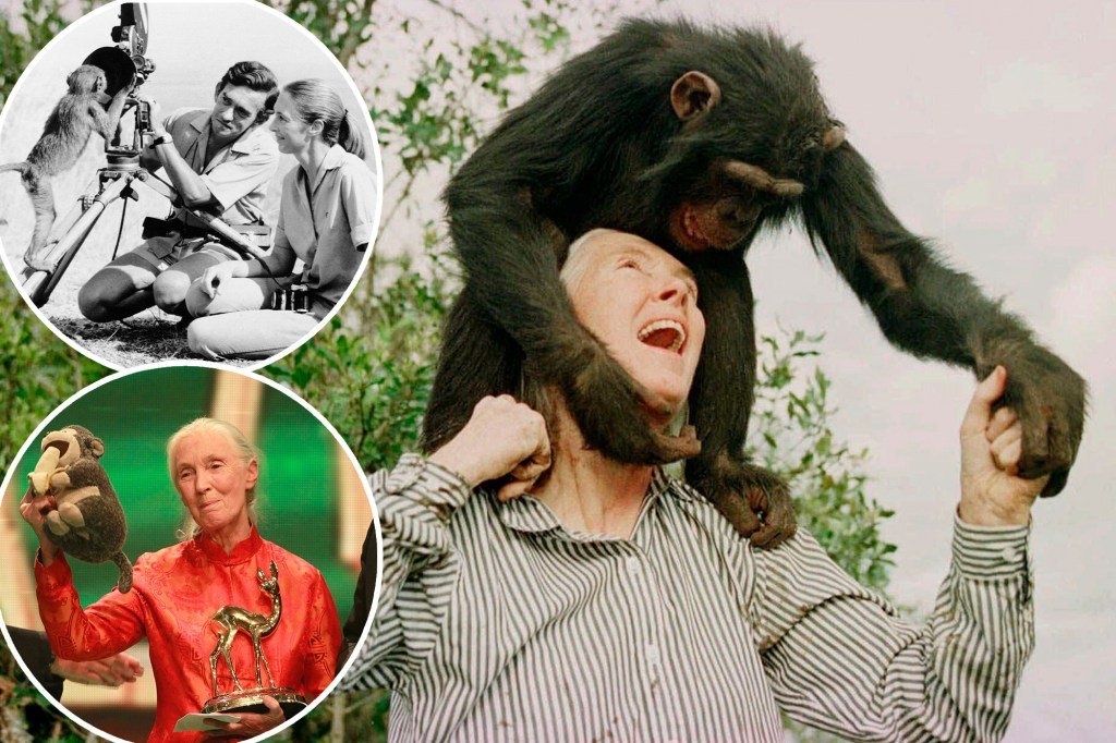 حياة جين جودال في الصور: أبحاث رئيسية رائدة في النشاط البيئي